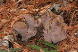 Gomphus clavatus image