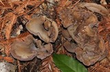 Gomphus clavatus image