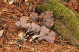 Gomphus clavatus image