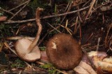 Inocybe stellatospora image