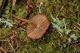 Inocybe stellatospora image