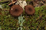 Inocybe stellatospora image