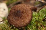 Inocybe stellatospora image