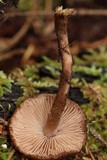 Inocybe stellatospora image