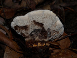Hydnellum aurantiacum image