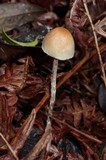 Hypholoma marginatum image