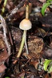 Hypholoma marginatum image