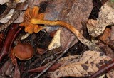 Inocybe cinnamomea image