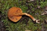 Inocybe cinnamomea image