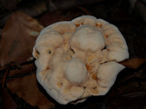 Hydnellum aurantiacum image