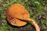 Inocybe cinnamomea image