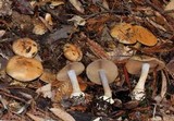 Cortinarius fuligineofolius image