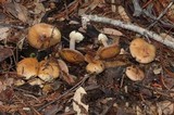 Cortinarius fuligineofolius image
