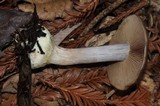 Cortinarius fuligineofolius image