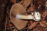 Cortinarius fuligineofolius image