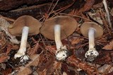 Cortinarius fuligineofolius image
