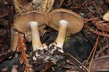 Cortinarius fuligineofolius image