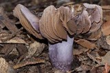 Cortinarius vanduzerensis image
