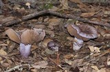 Cortinarius vanduzerensis image