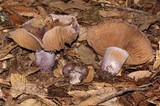 Cortinarius vanduzerensis image