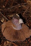 Cortinarius vanduzerensis image