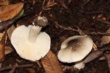 Tricholoma saponaceum image