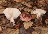 Hygrophorus russula image