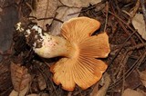 Cortinarius rubicundulus image