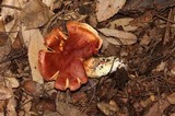 Cortinarius rubicundulus image