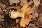 Cortinarius rubicundulus image
