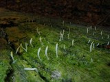 Multiclavula mucida image