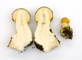 Amanita augusta image