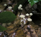 Marasmius capillaris image