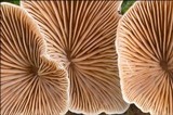 Tectella patellaris image