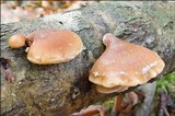 Tectella patellaris image