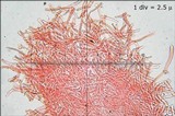 Tectella patellaris image