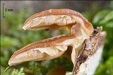 Tectella patellaris image