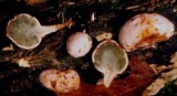 Phallogaster saccatus image