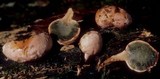Phallogaster saccatus image