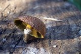 Suillus lakei image