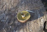 Suillus lakei image