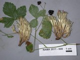 Artomyces piperatus image