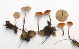 Marasmius sullivantii image