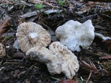 Arcangeliella desjardinii image
