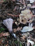 Gomphus clavatus image