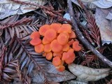 Hygrocybe miniata image
