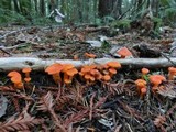 Hygrocybe miniata image