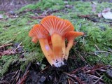 Hygrocybe miniata image