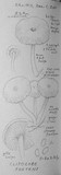 Clitocybe foetens image