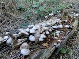 Mycena maculata image